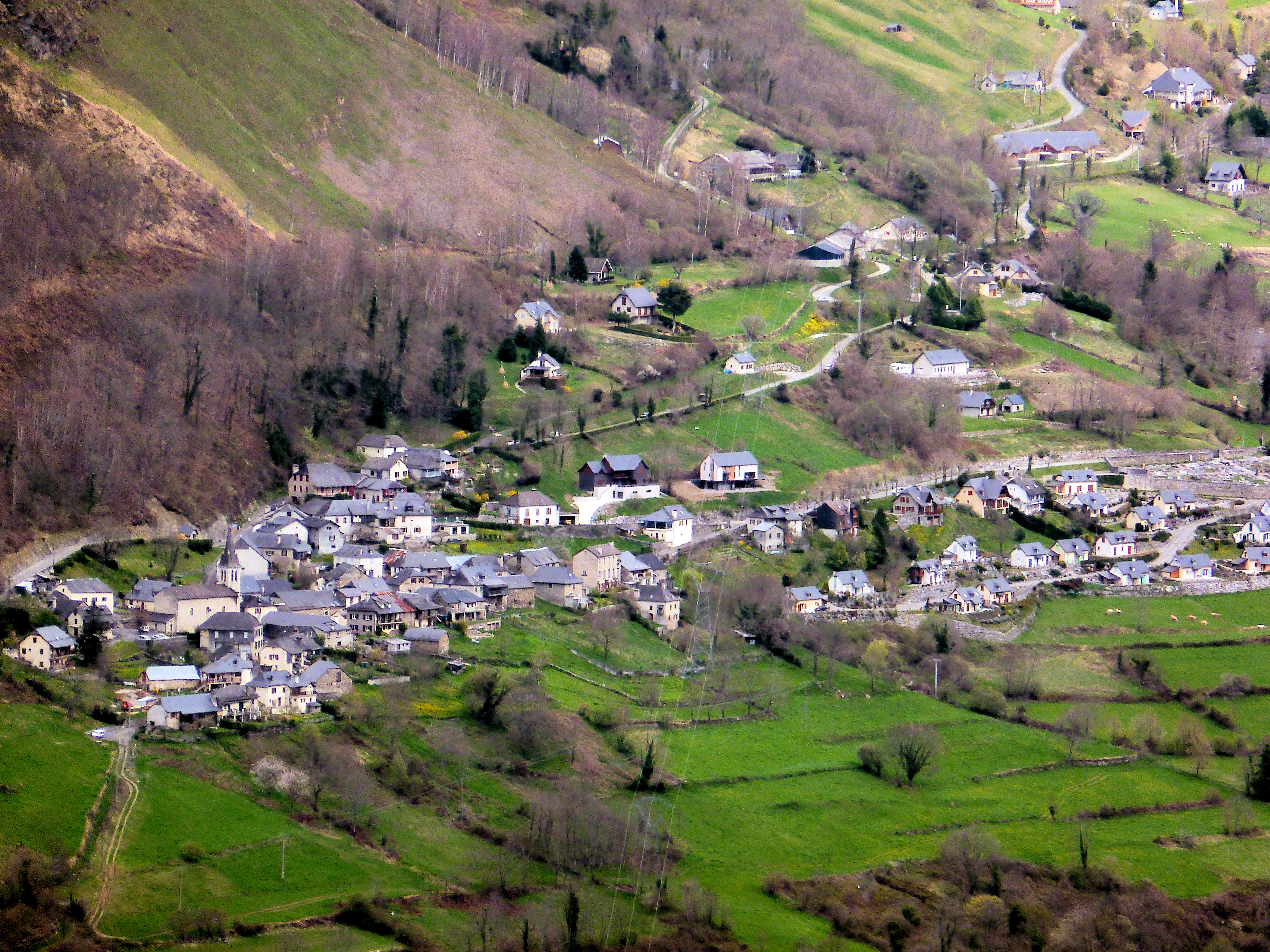 Aas